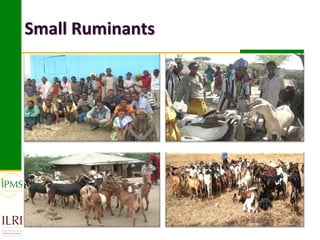 Small Ruminants
 