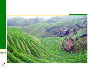 Market-oriented livestock production and sustainable watershed management in Astbi and Mieso Districts, Ethiopia: IPMS experience 