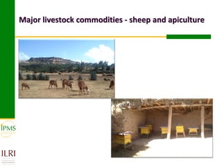 Market-oriented livestock production and sustainable watershed management in Astbi and Mieso Districts, Ethiopia: IPMS experience 