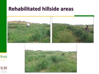 Market-oriented livestock production and sustainable watershed management in Astbi and Mieso Districts, Ethiopia: IPMS experience 