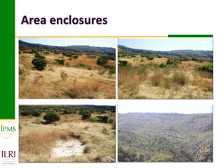 Market-oriented livestock production and sustainable watershed management in Astbi and Mieso Districts, Ethiopia: IPMS experience 