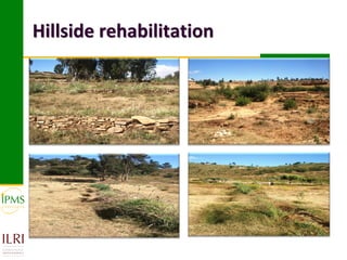 Market-oriented livestock production and sustainable watershed management in Astbi and Mieso Districts, Ethiopia: IPMS experience 