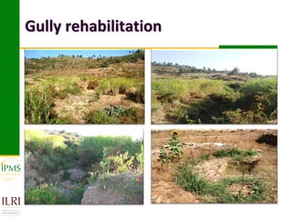 Market-oriented livestock production and sustainable watershed management in Astbi and Mieso Districts, Ethiopia: IPMS experience 