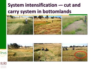 Market-oriented livestock production and sustainable watershed management in Astbi and Mieso Districts, Ethiopia: IPMS experience 