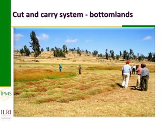 Market-oriented livestock production and sustainable watershed management in Astbi and Mieso Districts, Ethiopia: IPMS experience 