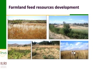 Market-oriented livestock production and sustainable watershed management in Astbi and Mieso Districts, Ethiopia: IPMS experience 