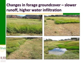 Market-oriented livestock production and sustainable watershed management in Astbi and Mieso Districts, Ethiopia: IPMS experience 