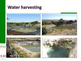 Market-oriented livestock production and sustainable watershed management in Astbi and Mieso Districts, Ethiopia: IPMS experience 