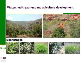 Market-oriented livestock production and sustainable watershed management in Astbi and Mieso Districts, Ethiopia: IPMS experience 