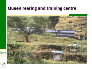 Market-oriented livestock production and sustainable watershed management in Astbi and Mieso Districts, Ethiopia: IPMS experience 