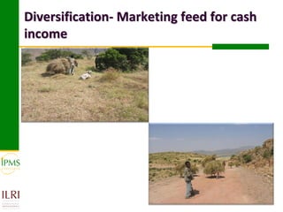 Market-oriented livestock production and sustainable watershed management in Astbi and Mieso Districts, Ethiopia: IPMS experience 