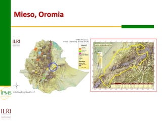 Market-oriented livestock production and sustainable watershed management in Astbi and Mieso Districts, Ethiopia: IPMS experience 