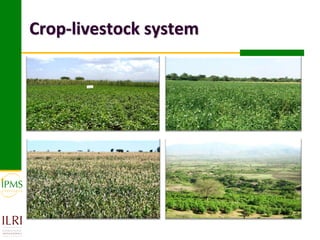 Market-oriented livestock production and sustainable watershed management in Astbi and Mieso Districts, Ethiopia: IPMS experience 