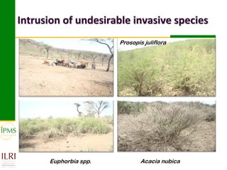 Market-oriented livestock production and sustainable watershed management in Astbi and Mieso Districts, Ethiopia: IPMS experience 
