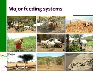 Market-oriented livestock production and sustainable watershed management in Astbi and Mieso Districts, Ethiopia: IPMS experience 