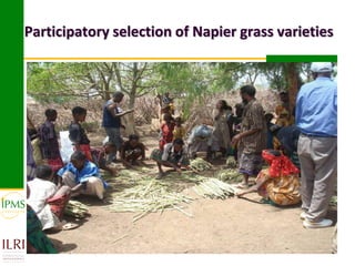 Market-oriented livestock production and sustainable watershed management in Astbi and Mieso Districts, Ethiopia: IPMS experience 