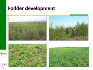 Market-oriented livestock production and sustainable watershed management in Astbi and Mieso Districts, Ethiopia: IPMS experience 