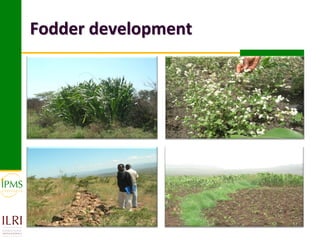 Market-oriented livestock production and sustainable watershed management in Astbi and Mieso Districts, Ethiopia: IPMS experience 