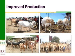 Market-oriented livestock production and sustainable watershed management in Astbi and Mieso Districts, Ethiopia: IPMS experience 