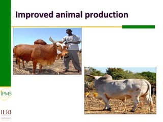 Market-oriented livestock production and sustainable watershed management in Astbi and Mieso Districts, Ethiopia: IPMS experience 