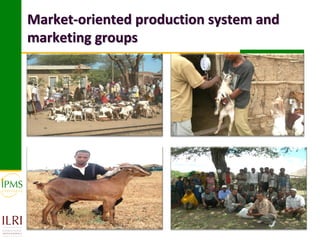 Market-oriented livestock production and sustainable watershed management in Astbi and Mieso Districts, Ethiopia: IPMS experience 