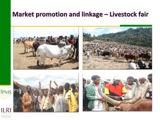 Market-oriented livestock production and sustainable watershed management in Astbi and Mieso Districts, Ethiopia: IPMS experience 