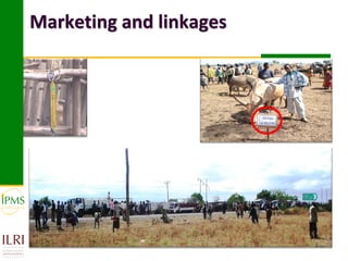 Market-oriented livestock production and sustainable watershed management in Astbi and Mieso Districts, Ethiopia: IPMS experience 