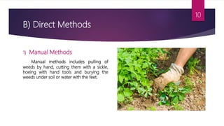 B) Direct Methods
1) Manual Methods
Manual methods includes pulling of
weeds by hand, cutting them with a sickle,
hoeing with hand tools and burying the
weeds under soil or water with the feet.
10
 