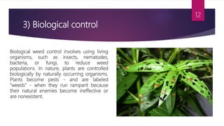 3) Biological control
Biological weed control involves using living
organisms, such as insects, nematodes,
bacteria, or fungi, to reduce weed
populations. In nature, plants are controlled
biologically by naturally occurring organisms.
Plants become pests - and are labeled
"weeds" - when they run rampant because
their natural enemies become ineffective or
are nonexistent.
12
 