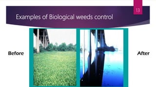 Examples of Biological weeds control
13
 