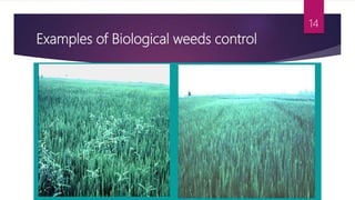 Examples of Biological weeds control
14
 