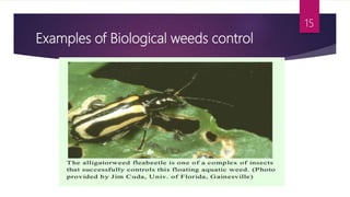 Examples of Biological weeds control
15
 