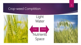 Crop-weed Compitition
Crop Weeds
5
Light
Water
Nutrients
Space
 