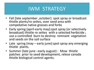 IWM STRATEGY
• Fall [late september ,october]: spot spray or broadcast
thistle plants/ro settes, over seed area with
competative native grasses and forbs
• Early spring [april-early may]:spot spray (or selectively
broadcast) thistle ro settes with a selected herbicide ;
use a controlled burn to destroy remnant vegetation
and seeds on the soil surface
• Late spring (may – early june):spot spray any emerging
thistle plants.
• Summer (late june –early august) : Mow thistle
patches prior to seed development, relese canada
thistle biological control agents.
 
