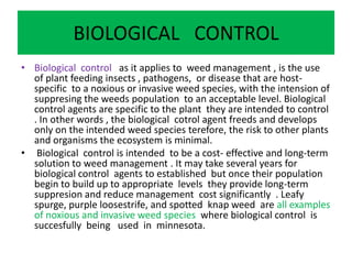 BIOLOGICAL CONTROL
• Biological control as it applies to weed management , is the use
of plant feeding insects , pathogens, or disease that are host-
specific to a noxious or invasive weed species, with the intension of
suppresing the weeds population to an acceptable level. Biological
control agents are specific to the plant they are intended to control
. In other words , the biological cotrol agent freeds and develops
only on the intended weed species terefore, the risk to other plants
and organisms the ecosystem is minimal.
• Biological control is intended to be a cost- effective and long-term
solution to weed management . It may take several years for
biological control agents to established but once their population
begin to build up to appropriate levels they provide long-term
suppresion and reduce management cost significantly . Leafy
spurge, purple loosestrife, and spotted knap weed are all examples
of noxious and invasive weed species where biological control is
succesfully being used in minnesota.
 