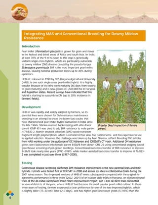 4
Integrating MAS and Conventional Breeding for Downy Mildew
Resistance
Introduction
Pearl millet ( ) is grown for grain and stover
in the hottest and driest areas of Africa and south Asia. In India,
at least 70% of the 9 m ha sown to this crop is genetically
uniform single-cross hybrids, which are particularly vulnerable
to downy mildew (DM) disease caused by the pseudo-fungus
. DM is the most important pearl millet
disease, causing national production losses up to 30% during
epidemics.
HHB 67, released in 1990 by CCS Haryana Agricultural University
(HAU), is one such single-cross pearl millet hybrid. It is highly
popular because of its extra-early maturity (65 days from sowing
to grain maturity) and is now grown on >500,000 ha in Haryana
hybrid is starting to succumb to DM (up to 30% incidence in
Development
HHB 67 was rapidly and widely adopted by farmers, so its
parental lines were chosen for DM resistance maintenance
breeding in an attempt to break the boom-bust cycles that
have characterized pearl millet hybrid cultivation in India since
the late 1960s. Marker-assisted backcrossing with elite donor
parent ICMP 451 was used to add DM resistance to male parent
H 77/833-2. Marker-assisted selection (MAS) used restriction
fragment length polymorphism, which is considered too slow, too cumbersome, and too expensive to use
in applied selection. However, the challenge was taken up by Arun Sharma, a Plant Breeding PhD scholar
genes were backcrossed into female parent 843A/B from donor ICML 22 using conventional progeny-based
greenhouse screening of pot-grown seedlings. Conventional backcross transfer of DM resistance to improve
843A/B took nearly nine years (1991–1999), while marker-assisted backcross transfer to improve H 77/833-
Testing
2001 rainy season. Two improved versions of HHB 67 were subsequently compared with the original for
agronomic performance in three years (2002–2004) of on-station state trials in Haryana, on-station national
in several districts of Haryana, where HHB 67 had become the most popular pearl millet cultivar. In these
three years of testing, farmers expressed a clear preference for one of the two improved hybrids, which
is slightly taller (15–30 cm), later (2–3 days), and has higher grain and stover yields (5–10%) than the
 