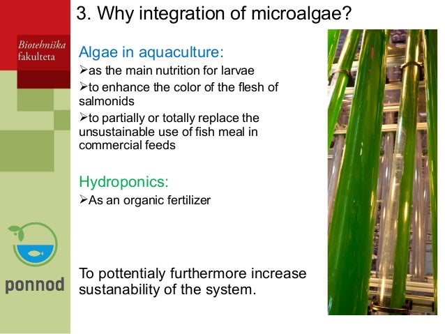 integration of algae in aquponics