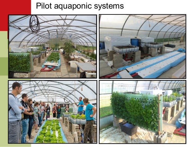 integration of algae in aquponics
