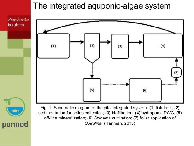 integration of algae in aquponics