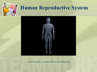 Human Reproductive System Human Sexuality: Conception from www.abuhmed.org 