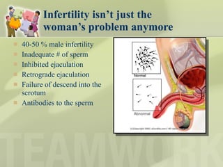 Infertility isn’t just the  woman’s problem anymore 40-50 % male infertility Inadequate # of sperm Inhibited ejaculation Retrograde ejaculation Failure of descend into the scrotum Antibodies to the sperm 
