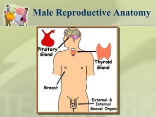 Male Reproductive Anatomy 