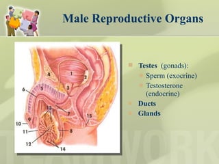 Male Reproductive Organs Testes  (gonads):  Sperm (exocrine) Testosterone (endocrine) Ducts Glands 