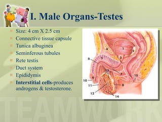 I. Male Organs-Testes Size: 4 cm X 2.5 cm Connective tissue capsule Tunica albuginea  Seminferous tubules Rete testis Duct system Epididymis Interstitial cells -produces androgens & testosterone. 