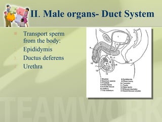 II .  Male organs- Duct System Transport sperm from the body: Epididymis Ductus deferens Urethra 
