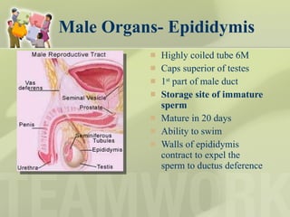 Male Organs- Epididymis Highly coiled tube 6M Caps superior of testes 1 st  part of male duct Storage site of immature sperm Mature in 20 days Ability to swim Walls of epididymis contract to expel the sperm to ductus deference  