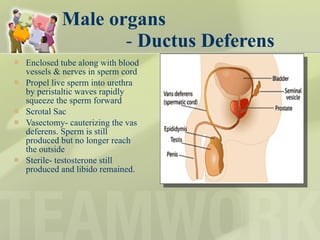 Male organs -  Ductus Deferens Enclosed tube along with blood vessels & nerves in sperm cord Propel live sperm into urethra by peristaltic waves rapidly squeeze the sperm forward  Scrotal Sac  Vasectomy- cauterizing the vas deferens. Sperm is still produced but no longer reach the outside Sterile- testosterone still produced and libido remained.  