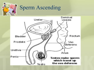Sperm Ascending  