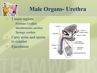 Male Organs- Urethra 3 main regions Prostate Urethra Membranous urethra Spongy urethra Carry urine and sperm to exterior Ejaculation  