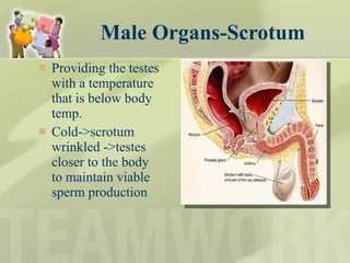 Male Organs-Scrotum Providing the testes with a temperature that is below body temp. Cold->scrotum wrinkled ->testes closer to the body to maintain viable sperm production 